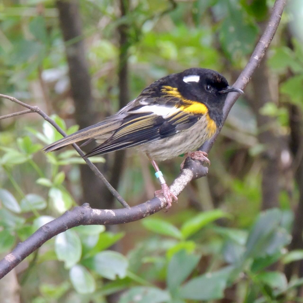 Male Stitchbird