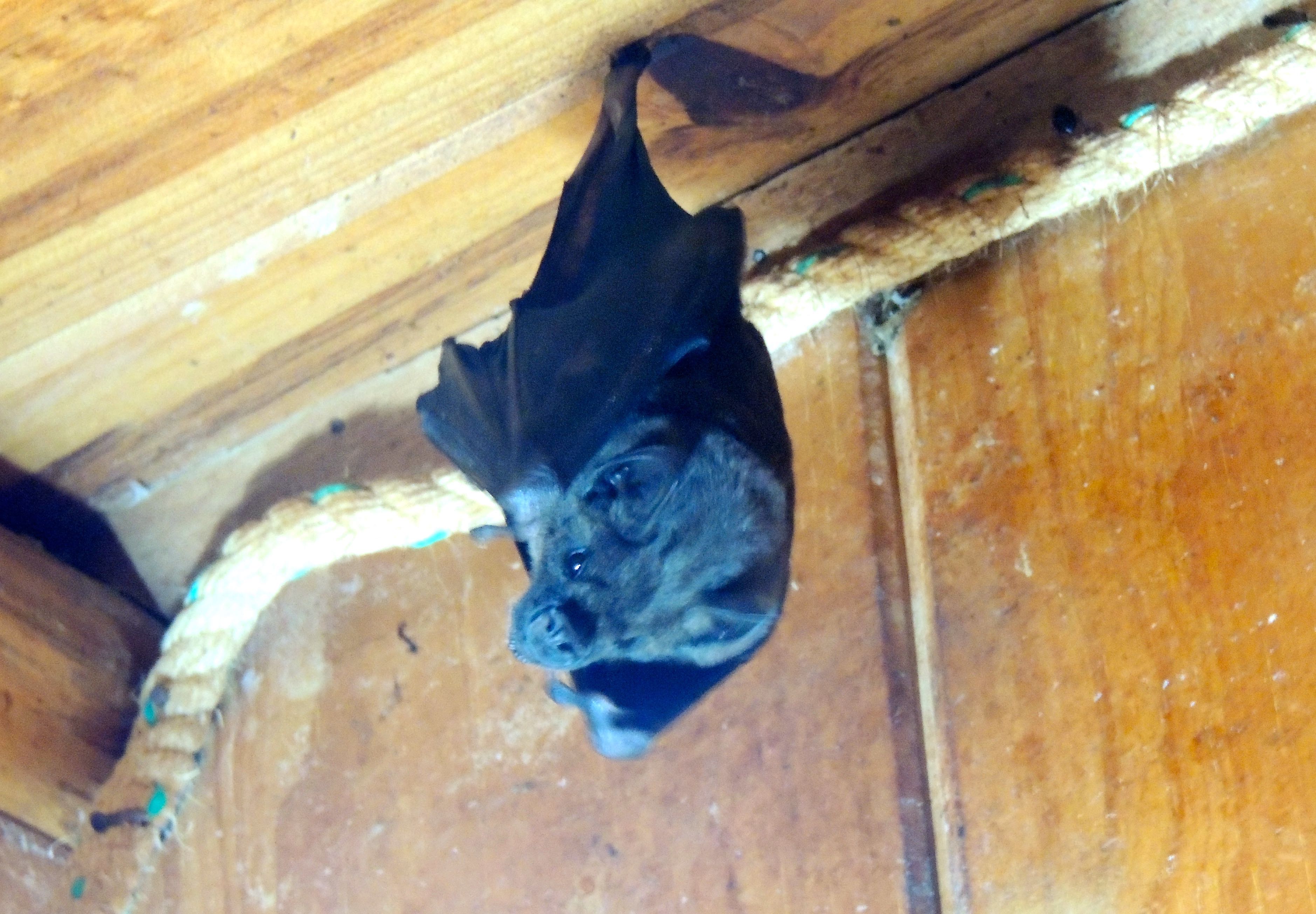 Short-tailed Long-nosed Bat