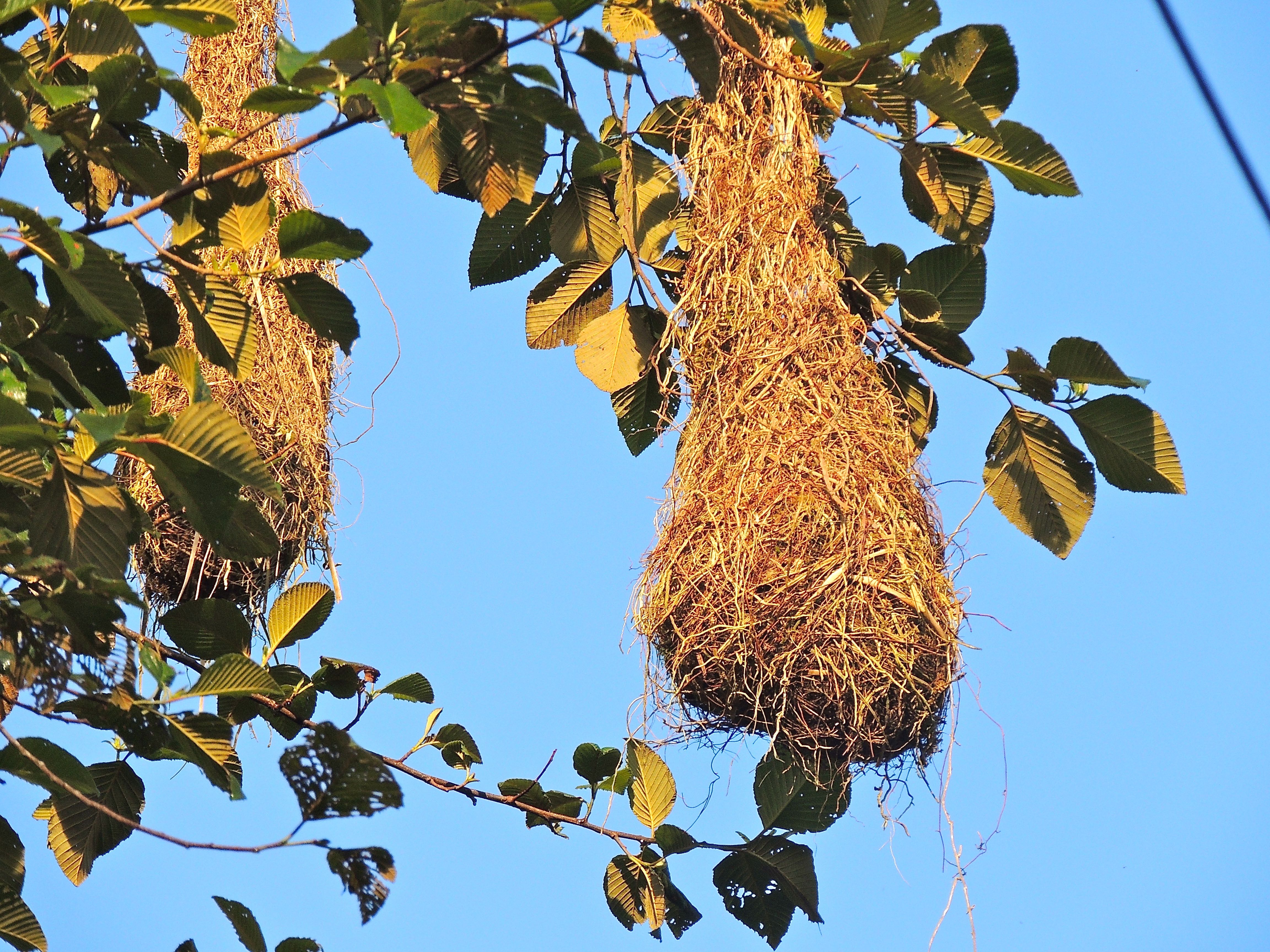 Subtropical Cacique Nests