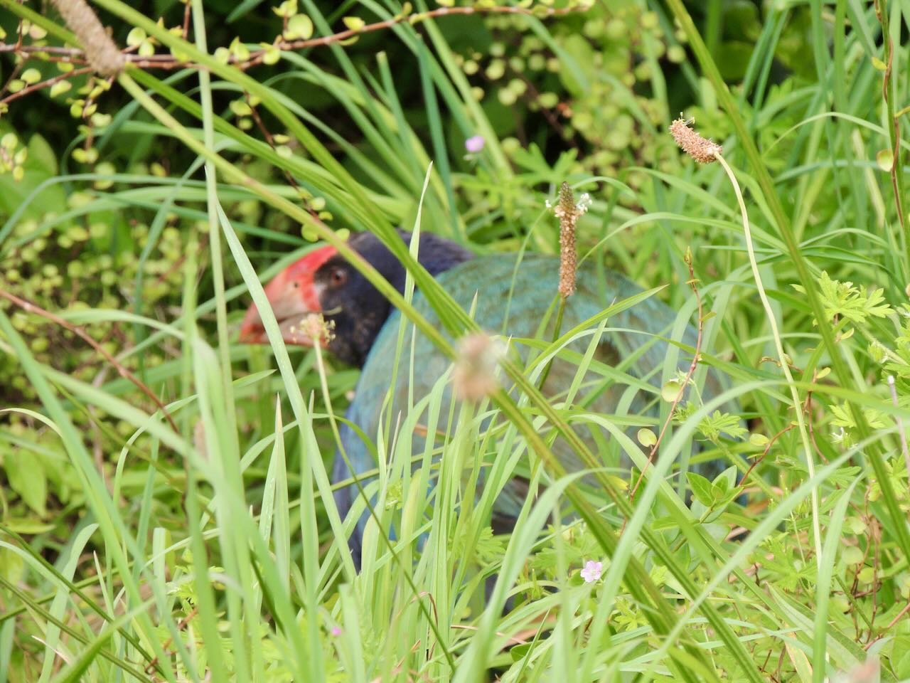 Takahe