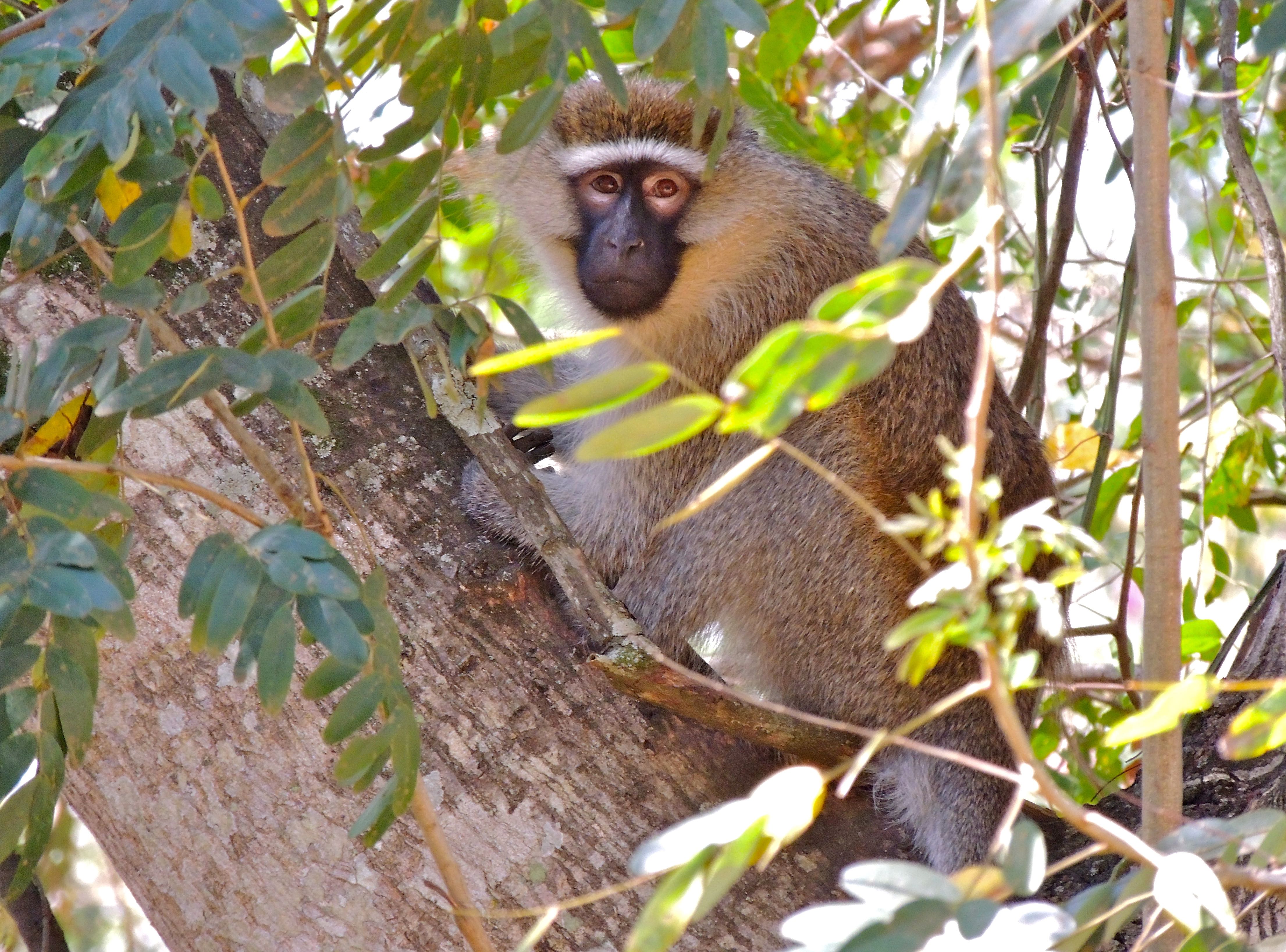 Tantalus Monkey