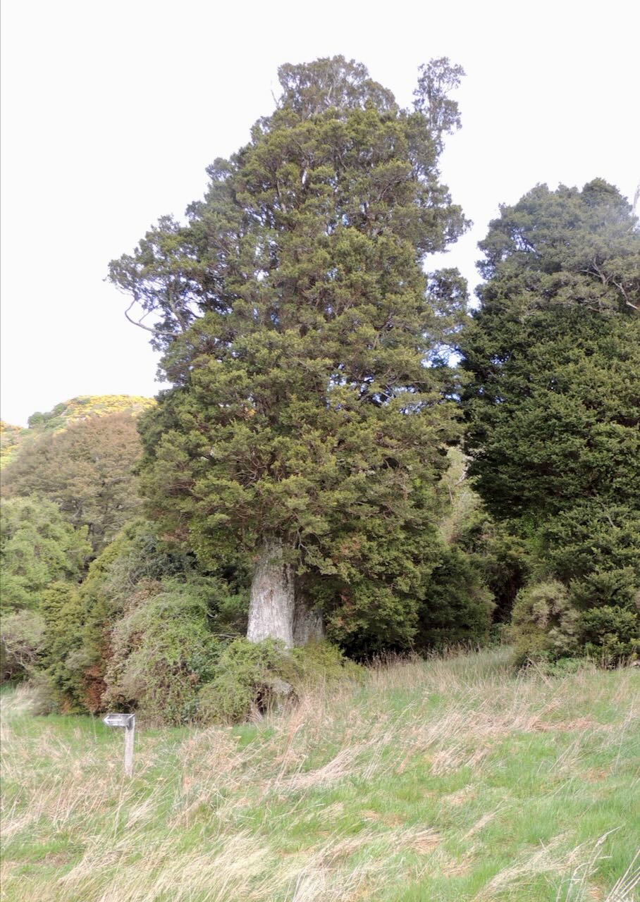 Totara Tree