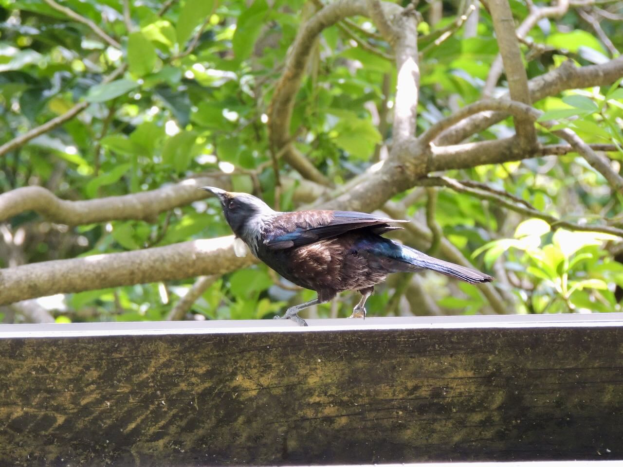 Tui