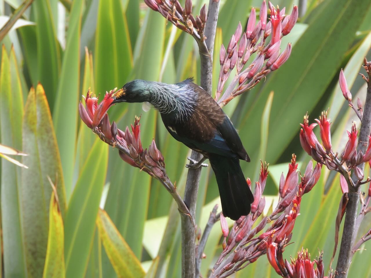 Tui in Flowering Flax