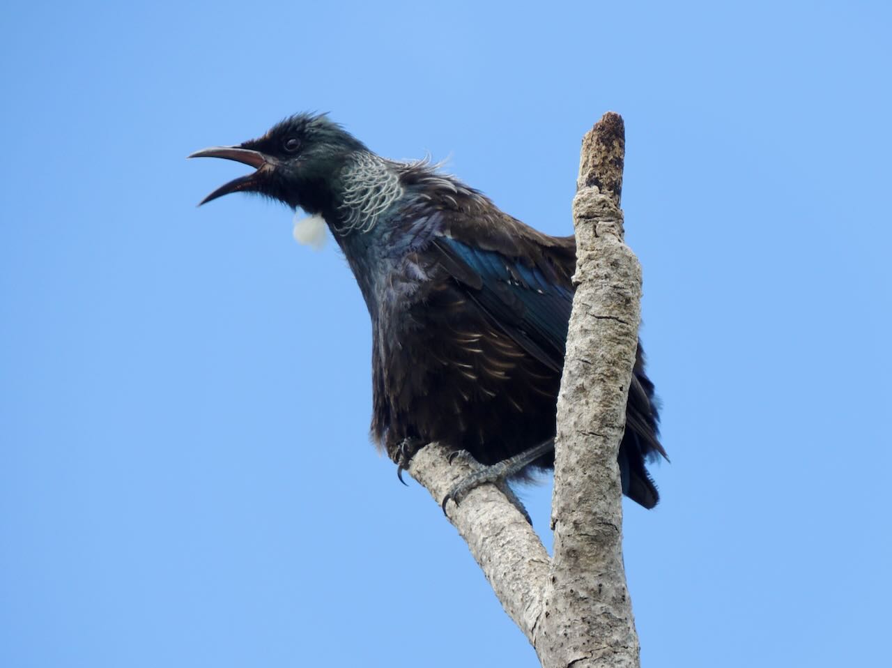 Tui