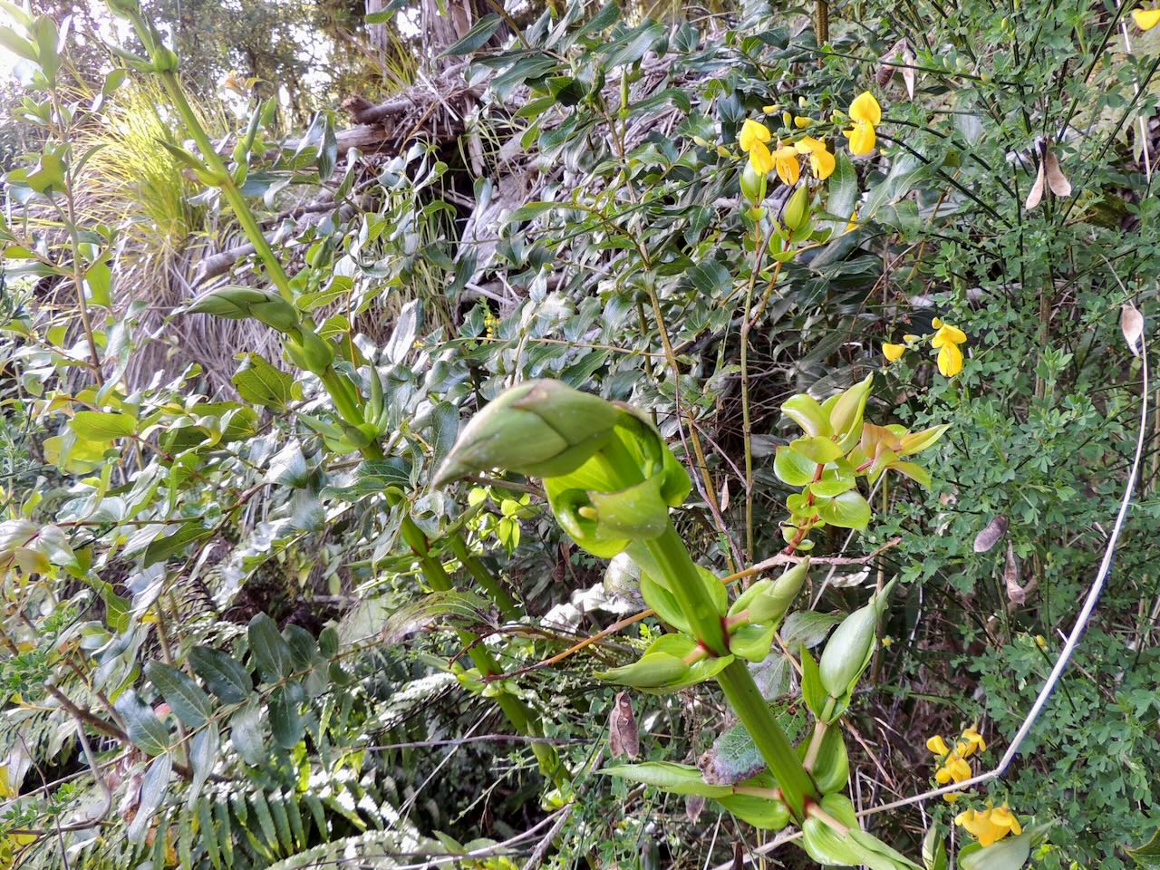 Tutu Plant