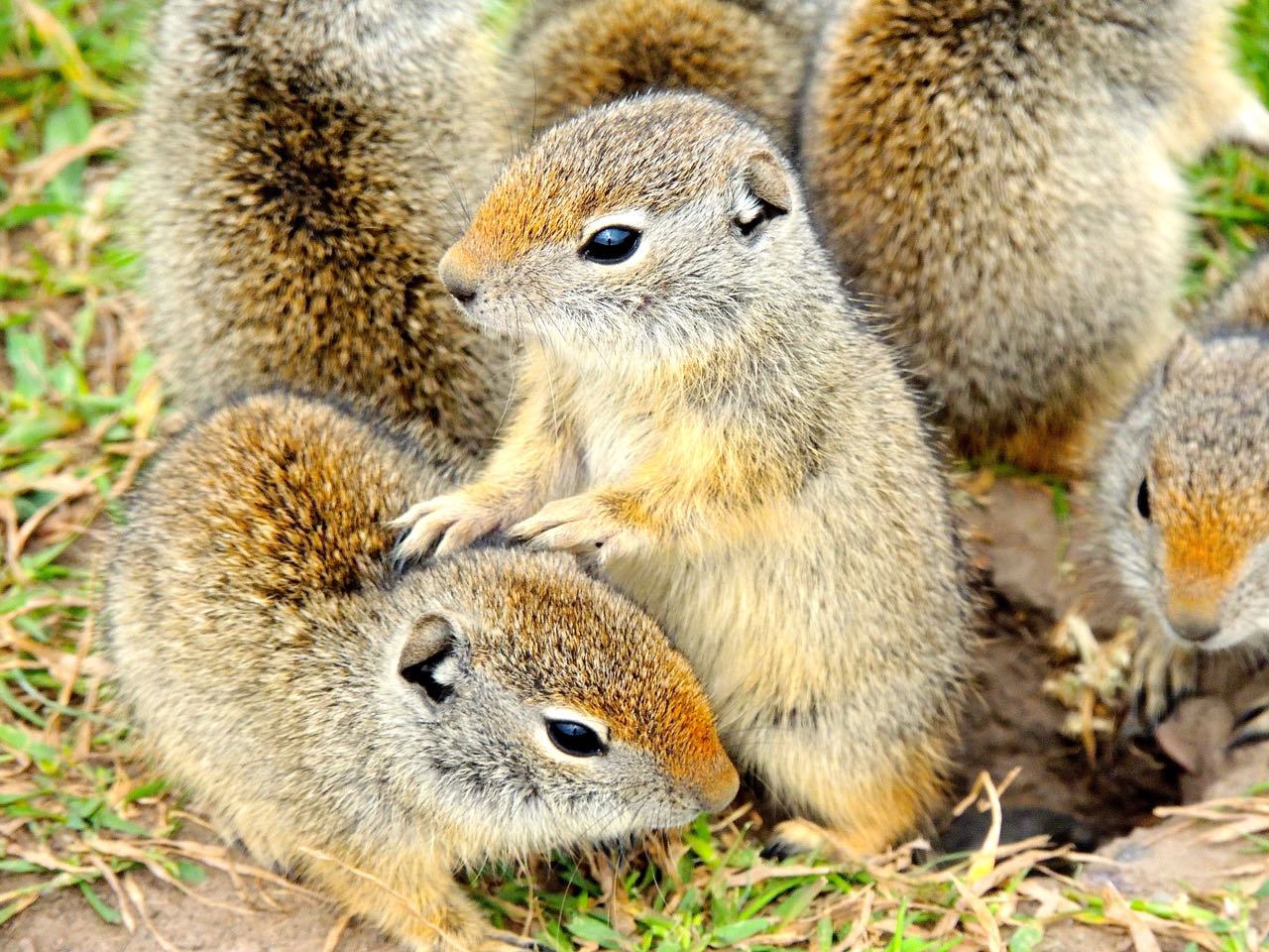 Uinta Ground Squirrels