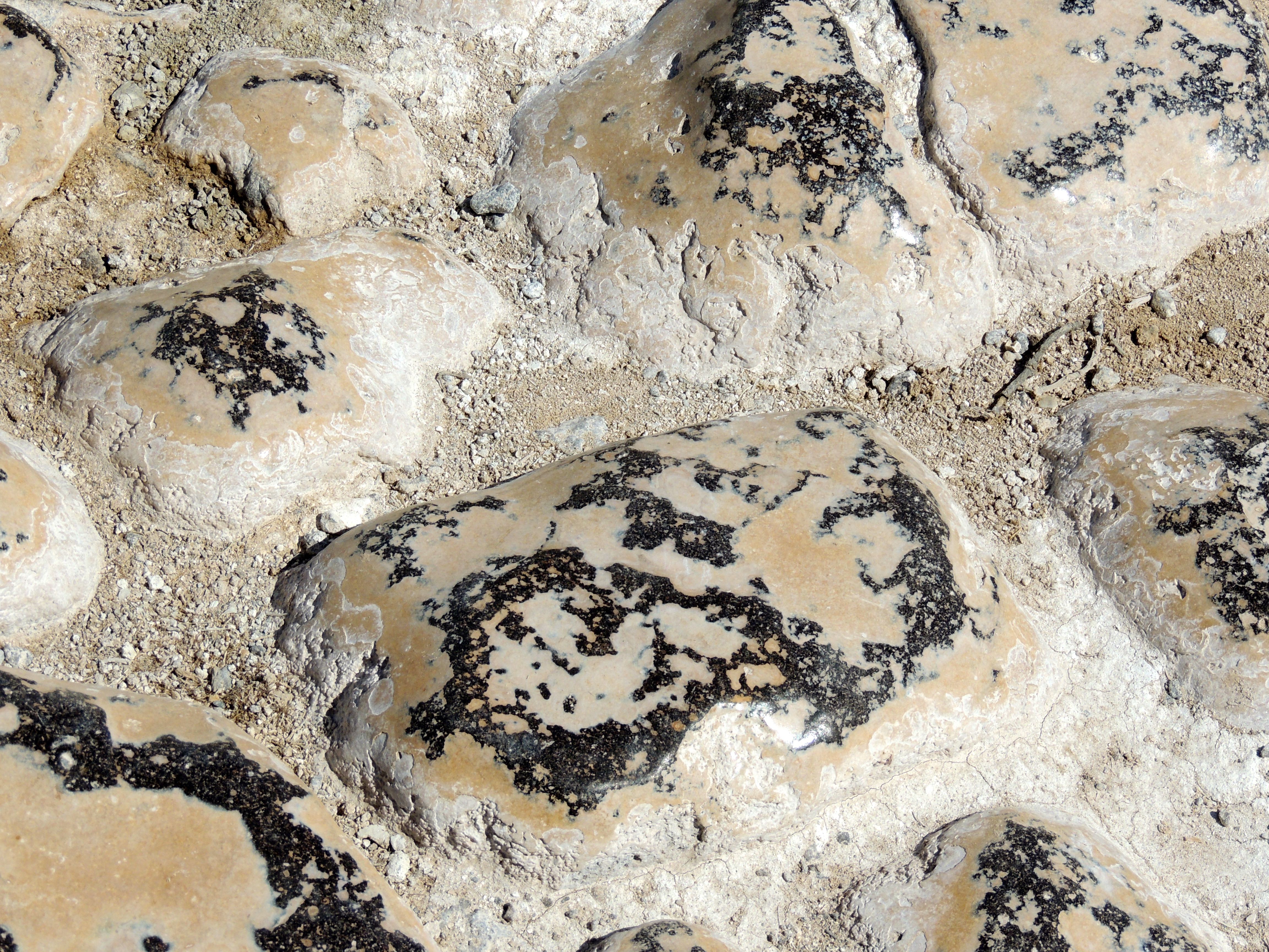 Rock Polished by Sea Lion Urine