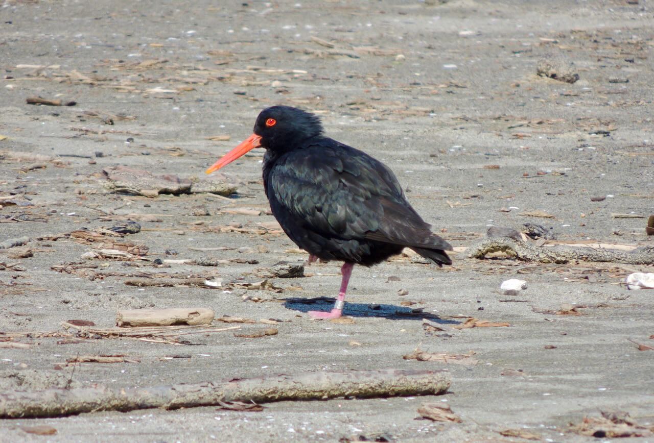 Variable Oystercatcher