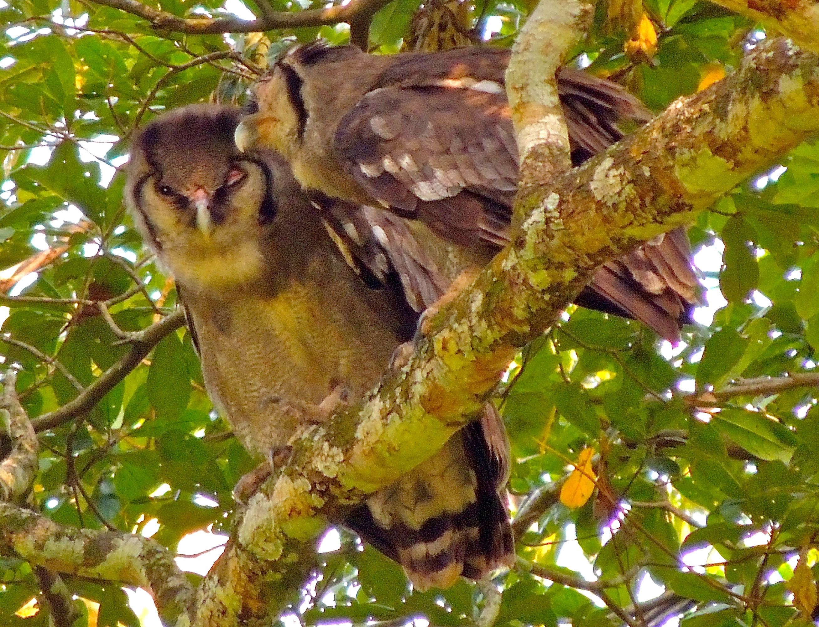 Verreaux's Eagle-Owls
