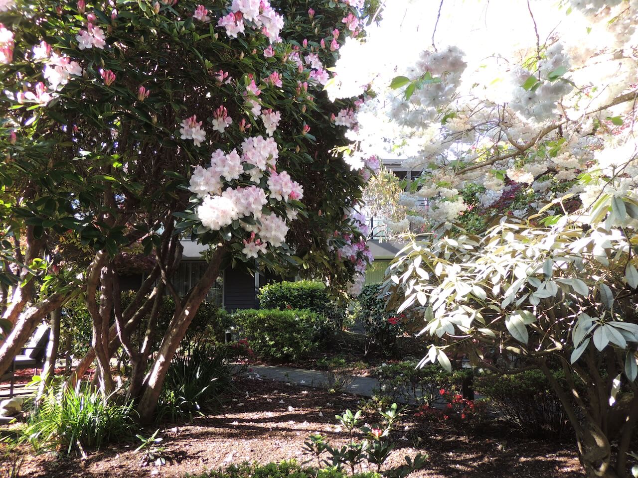 Garden at Dunedin Motel