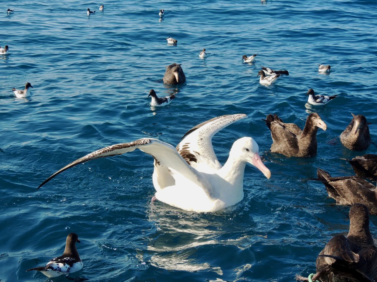 Wandering Albatross