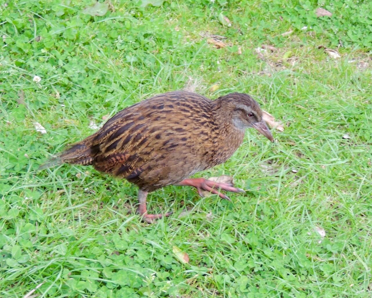 Weka