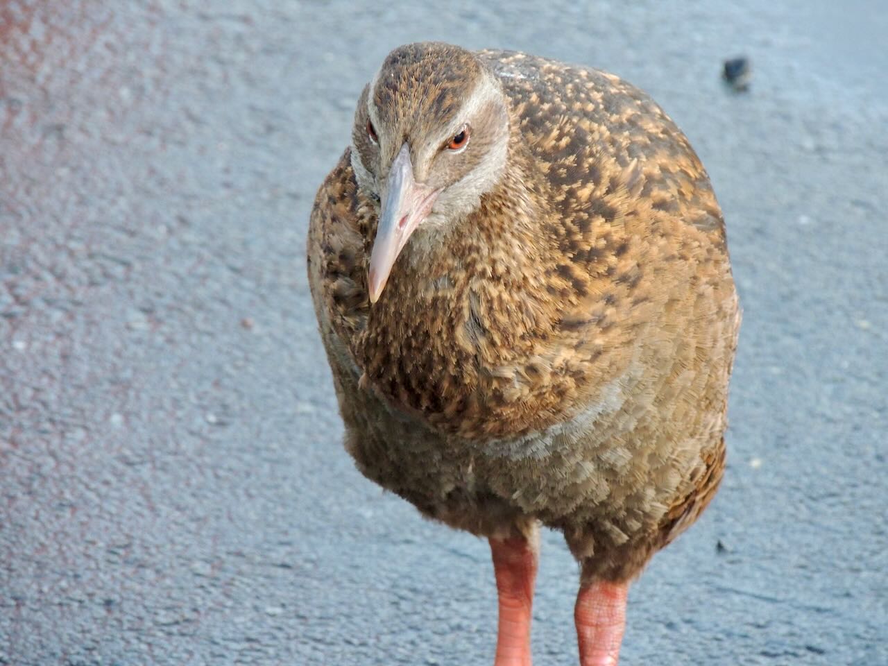 Weka