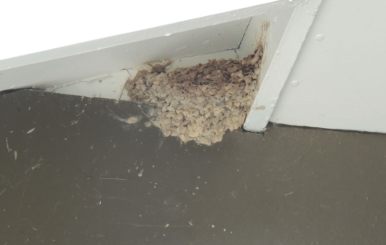 Welcome Swallow Nest