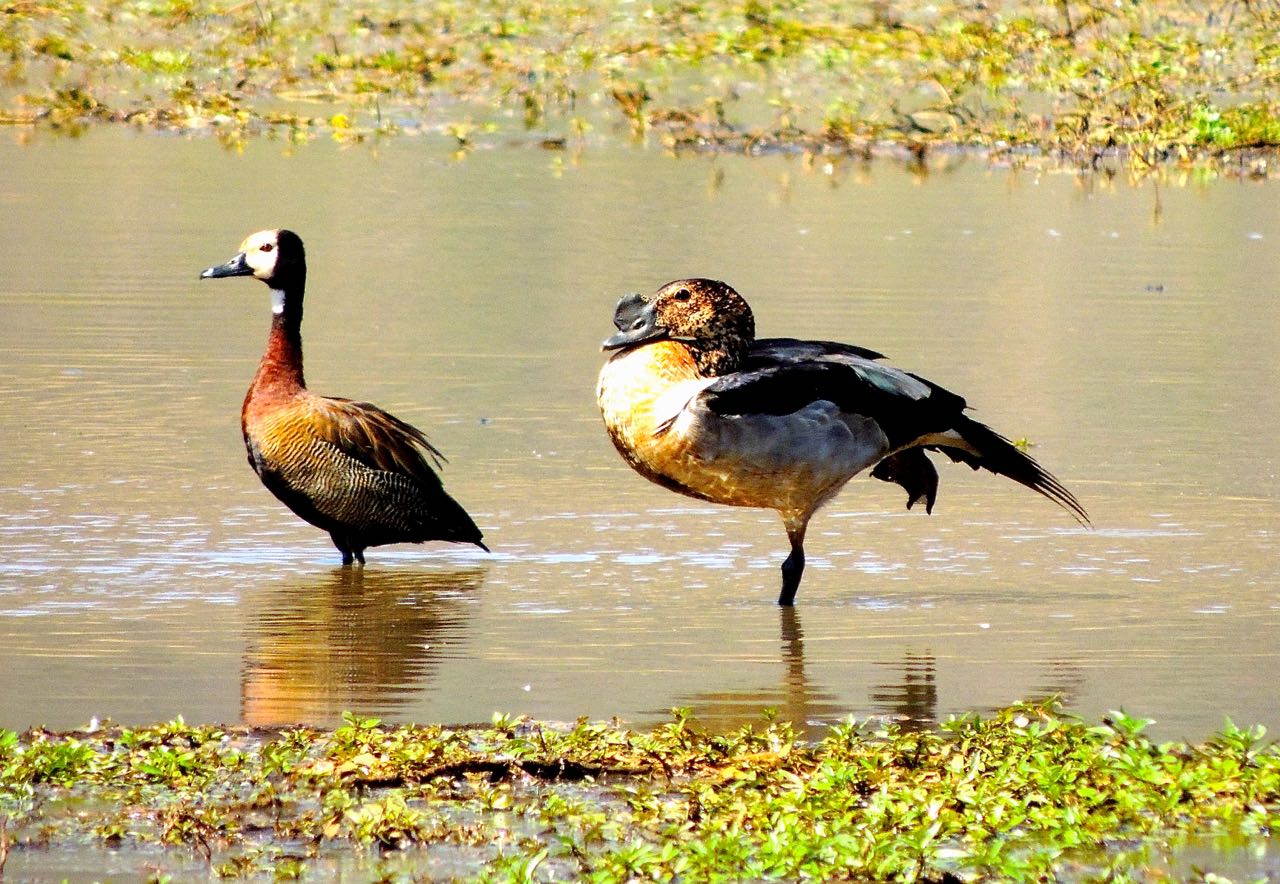 White-faced Whistling-Duck and Comb Duck