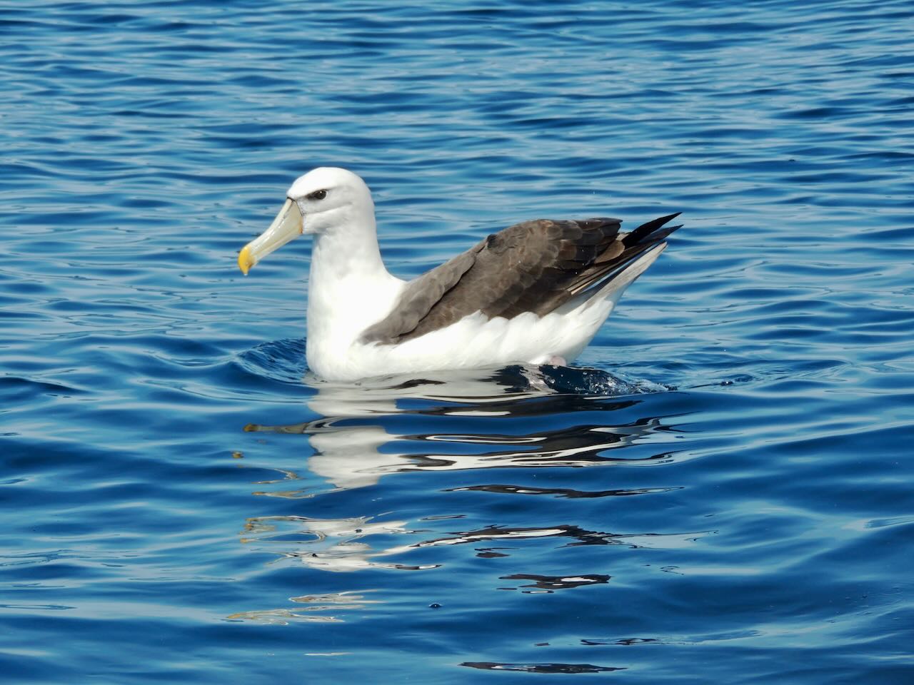 White-capped (Shy) Albatross