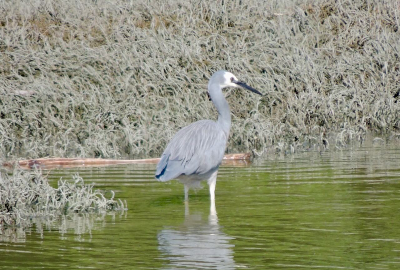 White-faced Heron