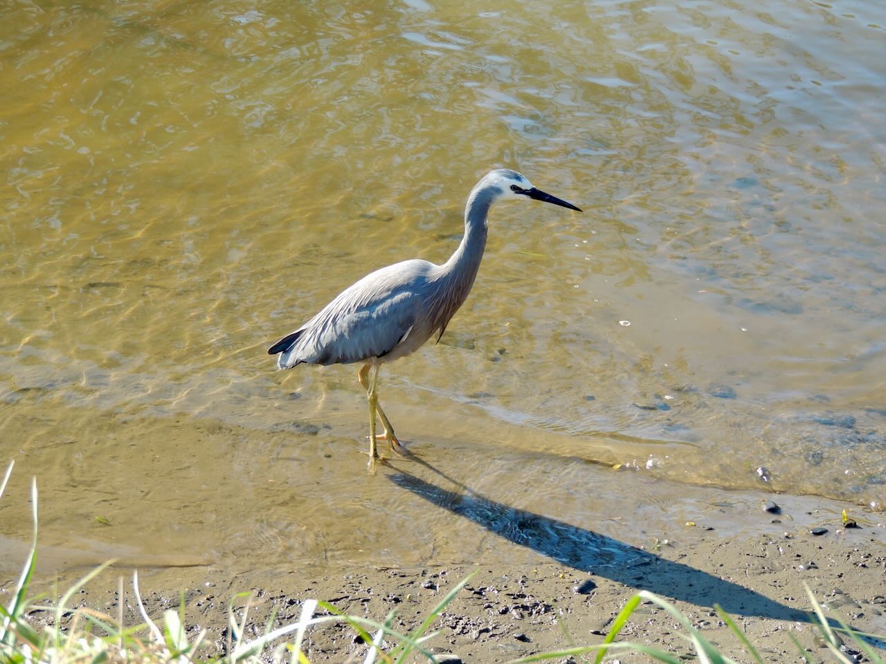 White-faced Heron