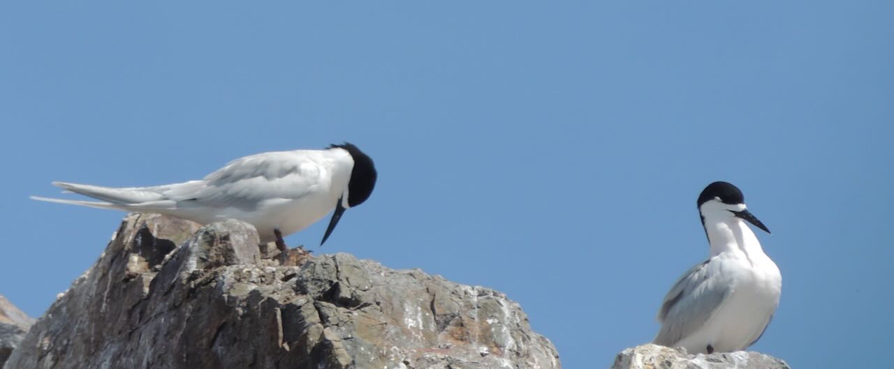 White-fronted Terns