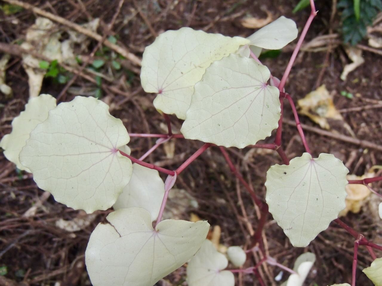 White Kawakawa