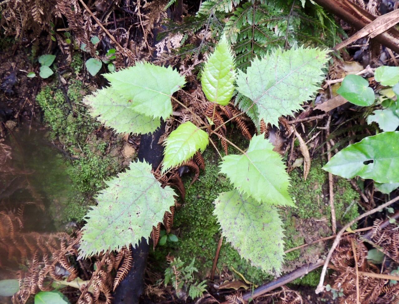 Wineberry