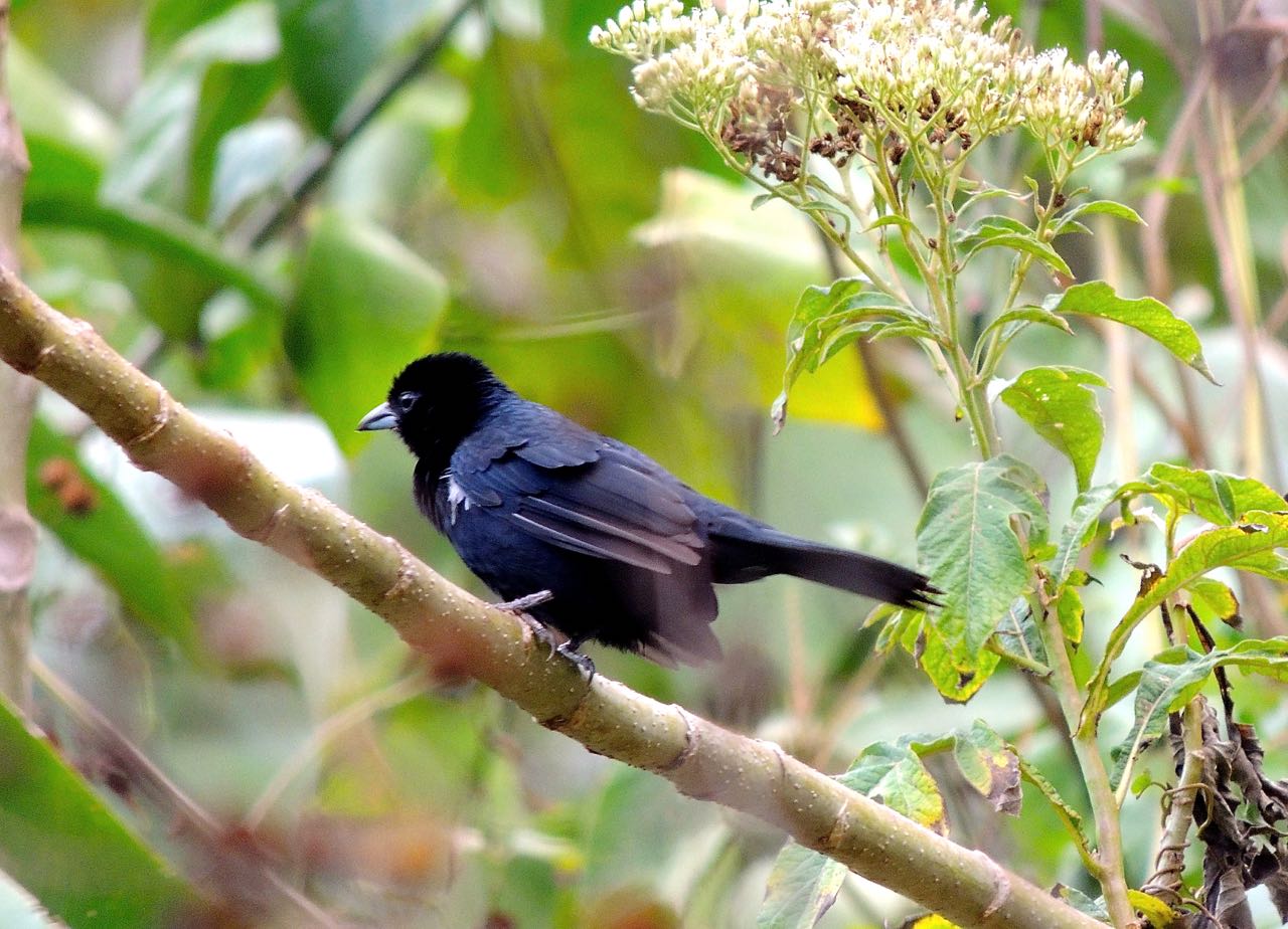 White-lined Tanager