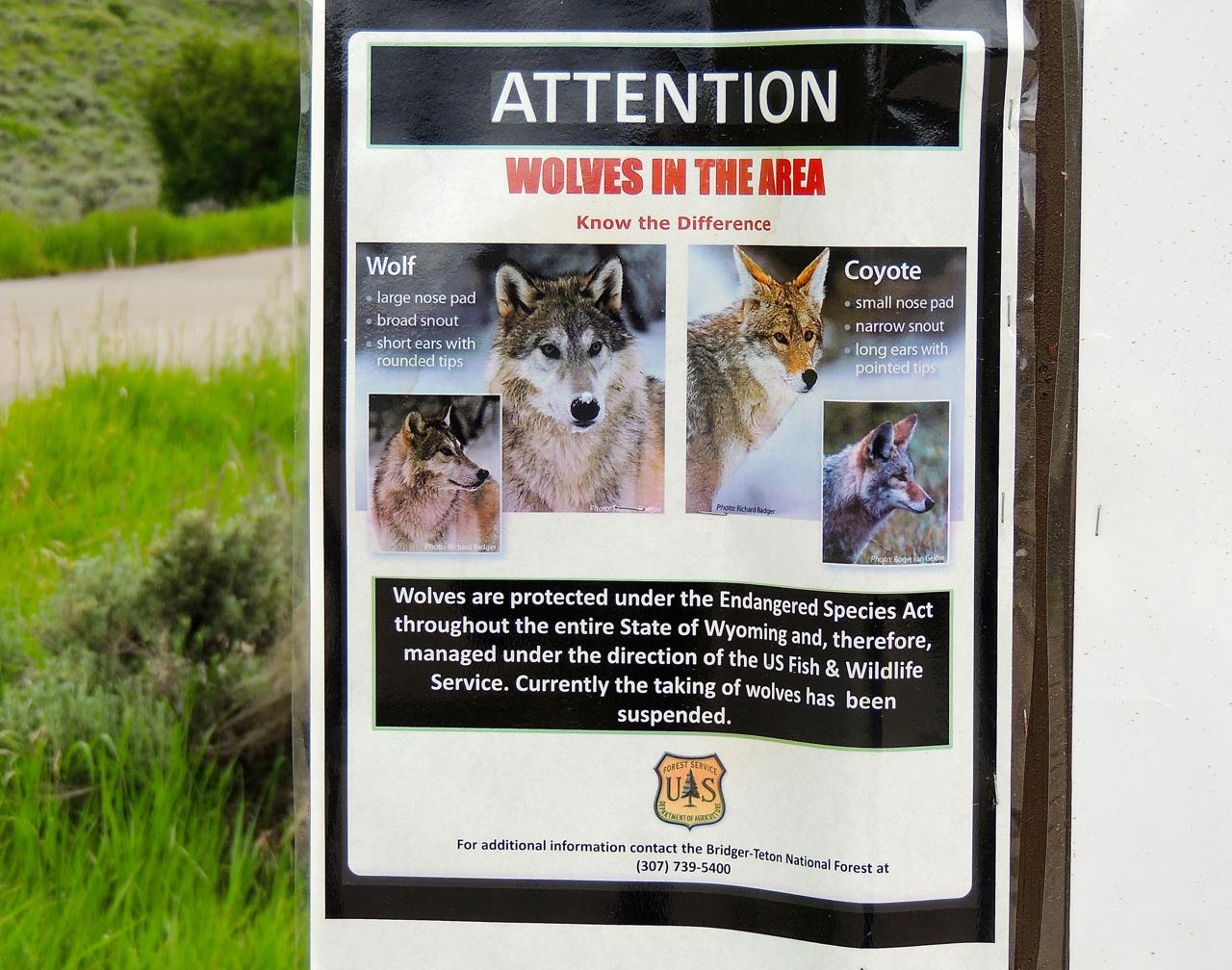 Gray Wolf Sign