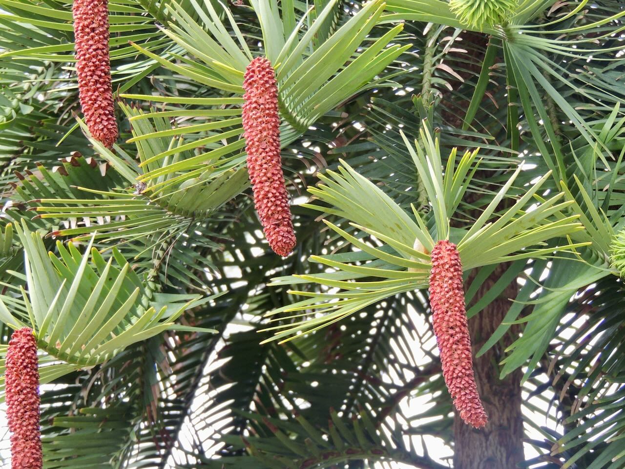 Male Cones of Wollemi Pine