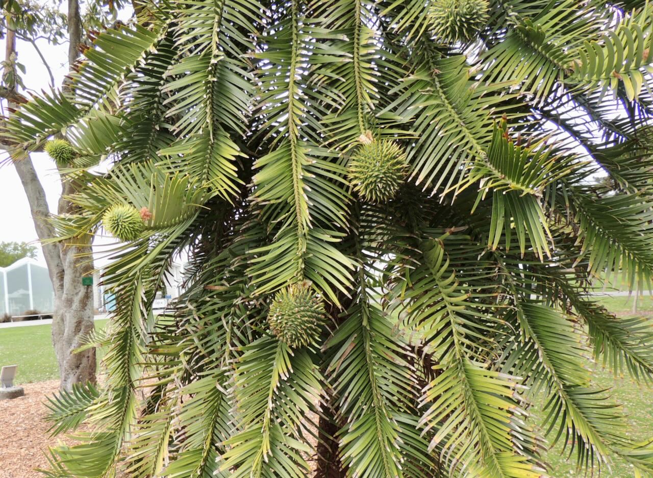 Female Cones of Wollemi Pine