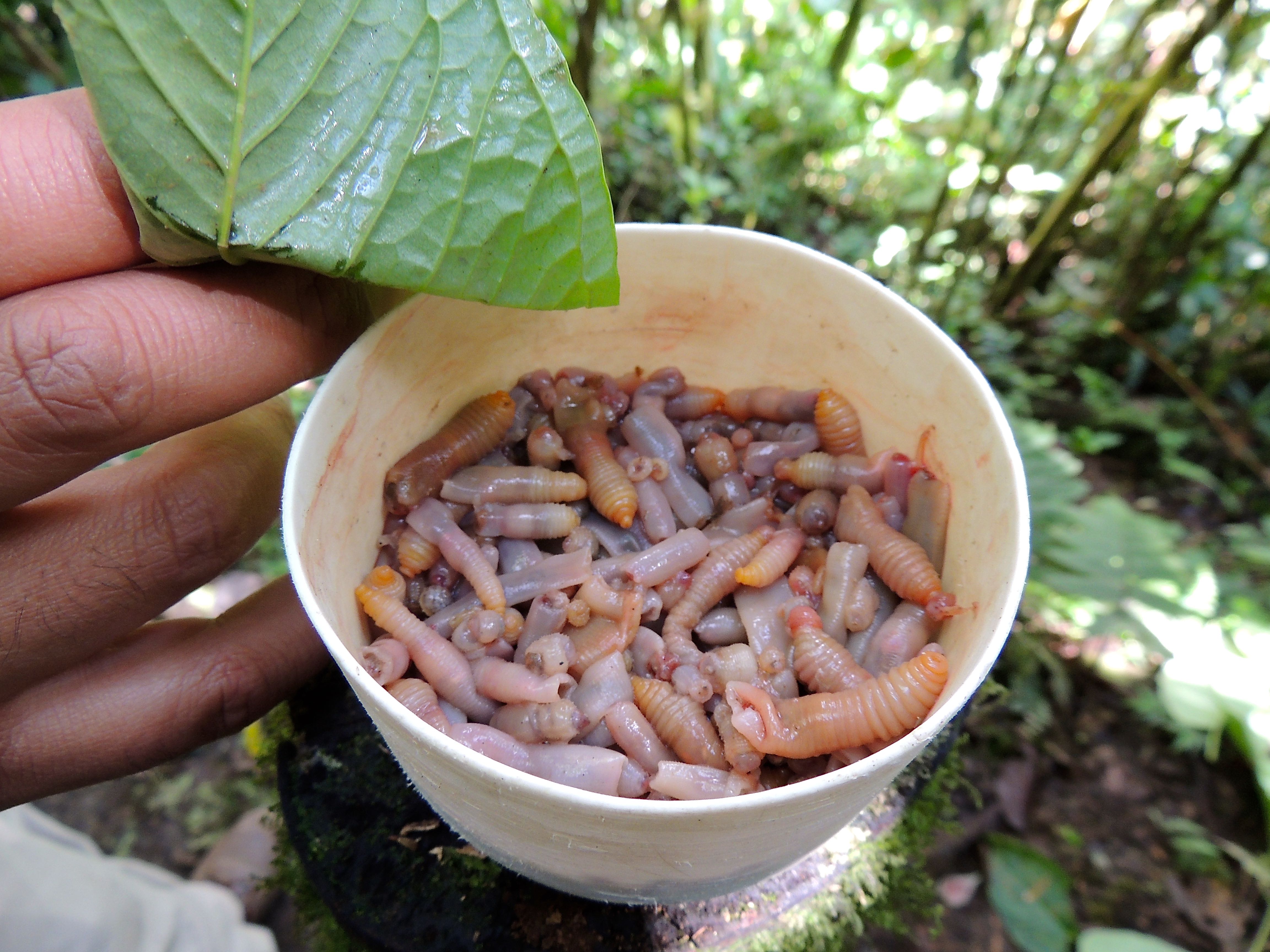 Worms for the Antpittas