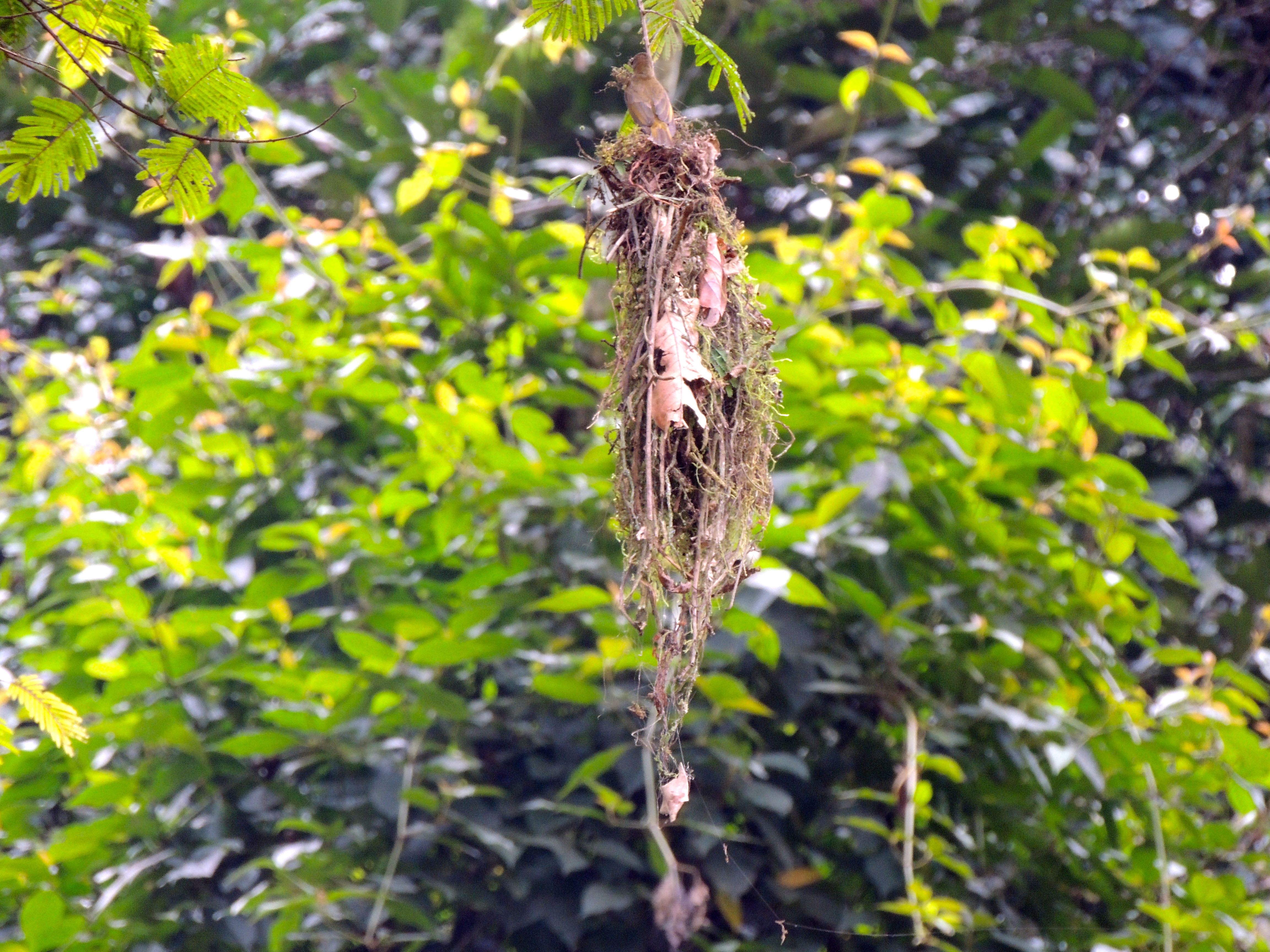 Western Olive Sunbird Nest