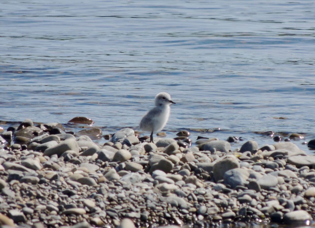 Wrybill Chick