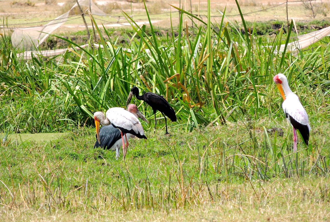 Yellow-billed, Marabou, and African Open-billed Storks