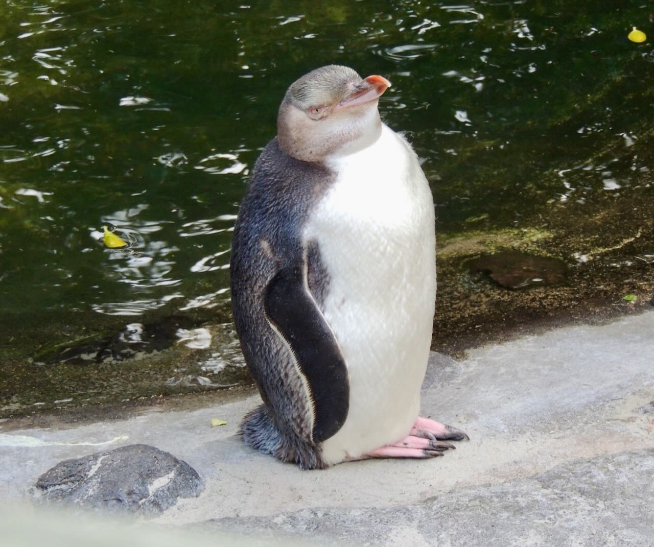 Yellow-eyed Penguin