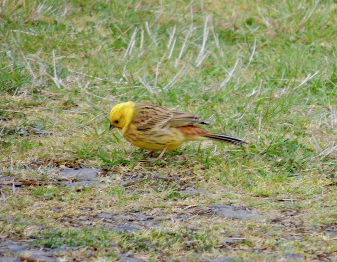 Yellowhammer