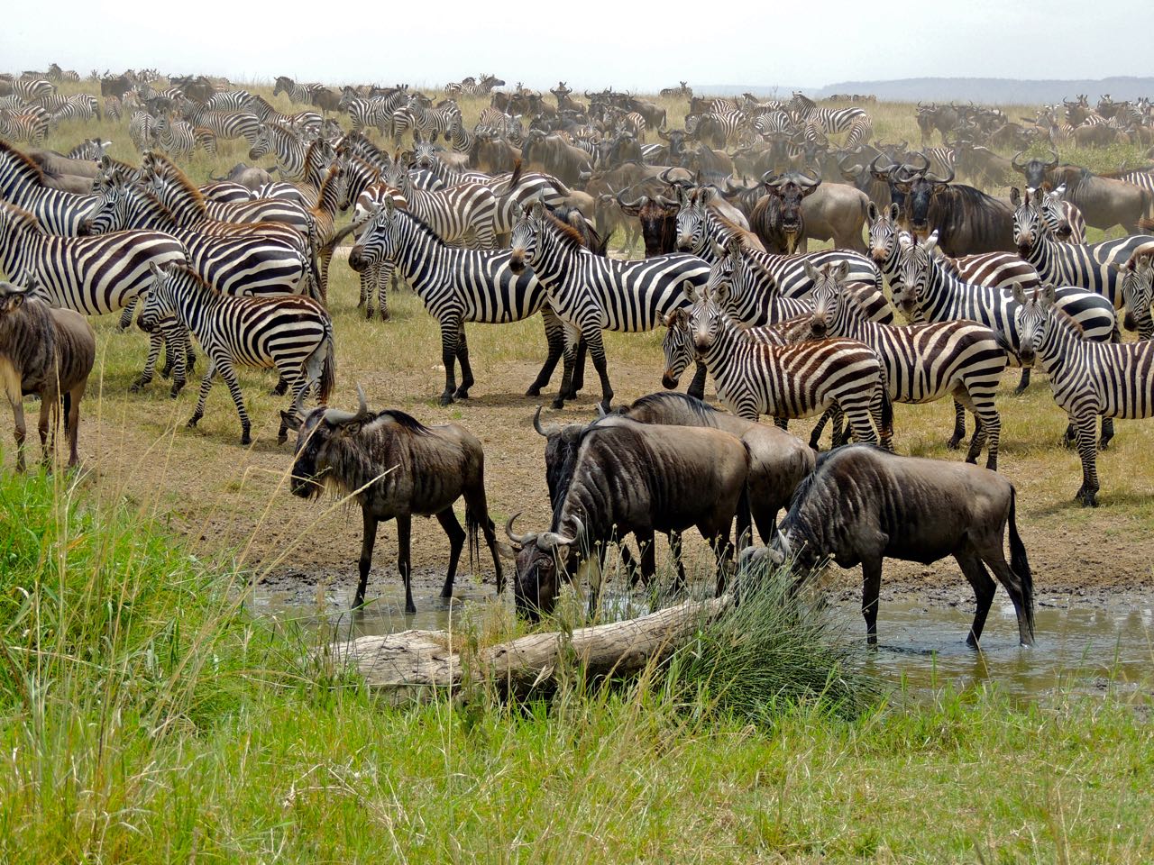 Plains Zebras and Wildebeests