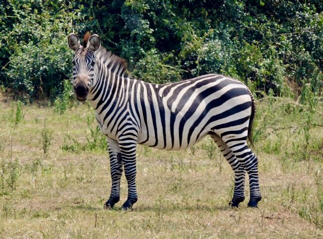 Plains Zebra