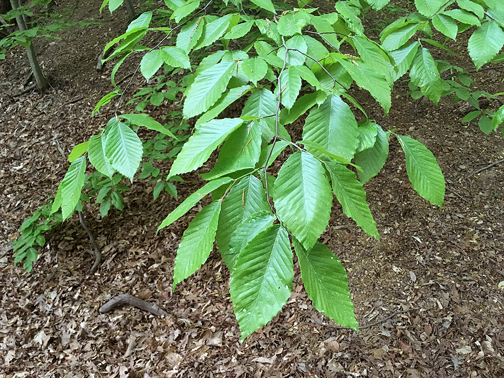 American Beech leaves