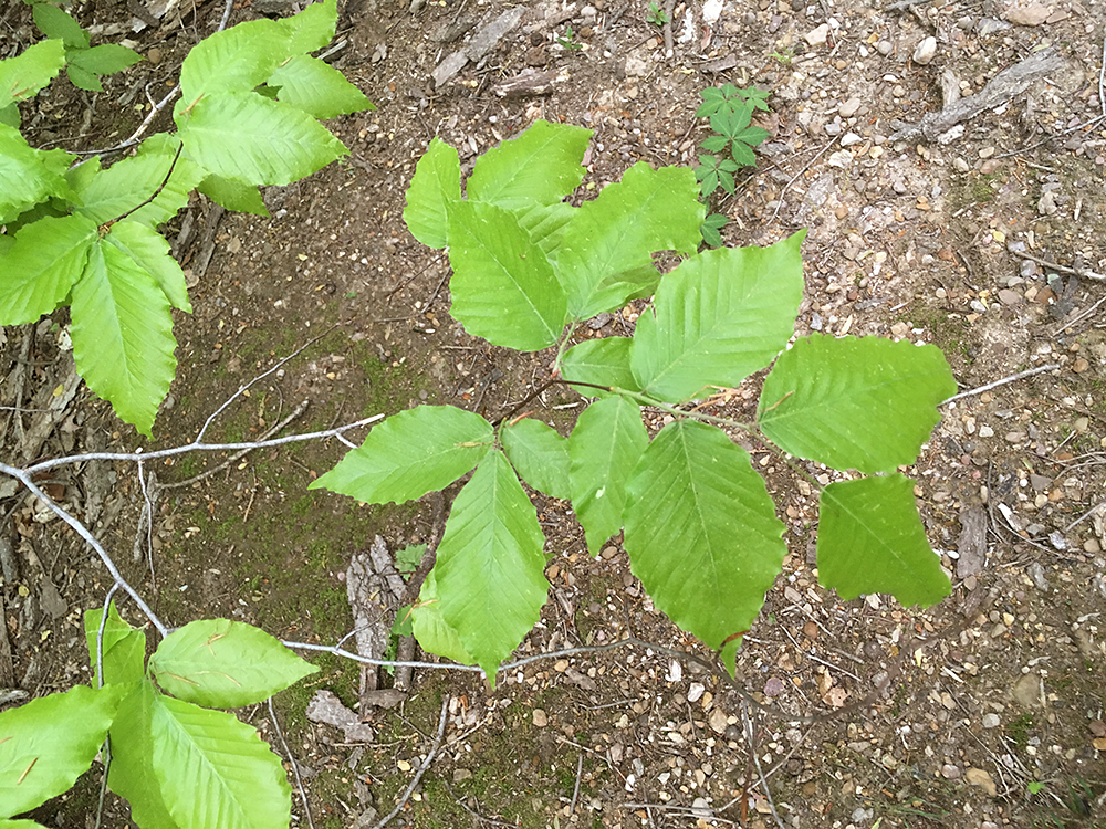 American Beech leaves