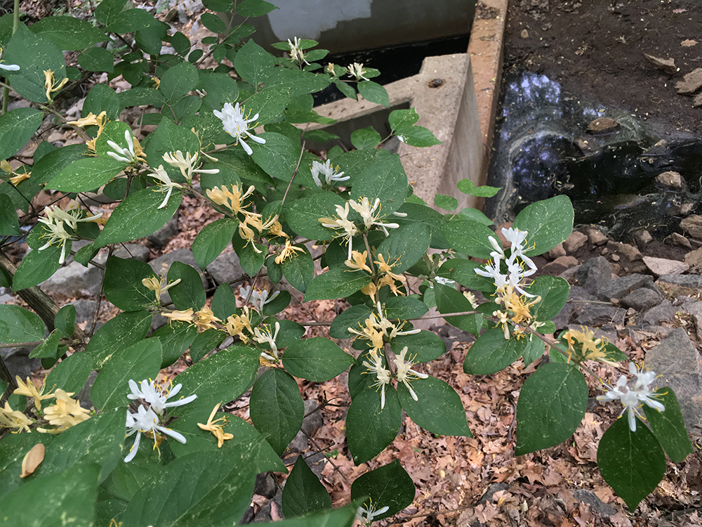 Bush Honeysuckle flowers