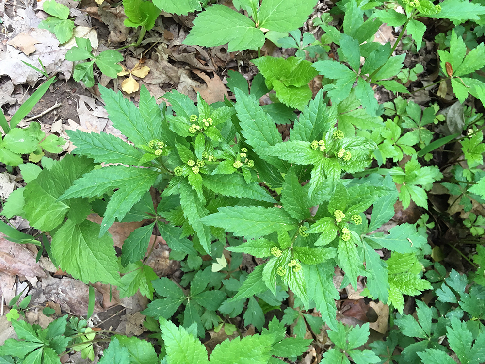 monticello-park-plants-clustered-black-snakeroot