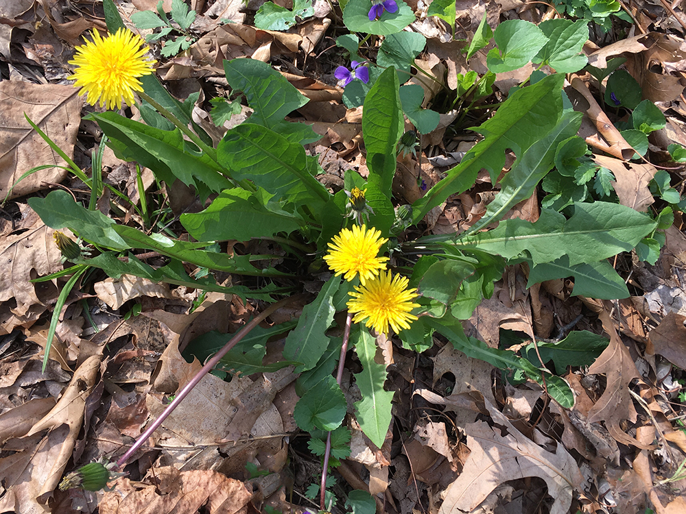 Common Dandelion