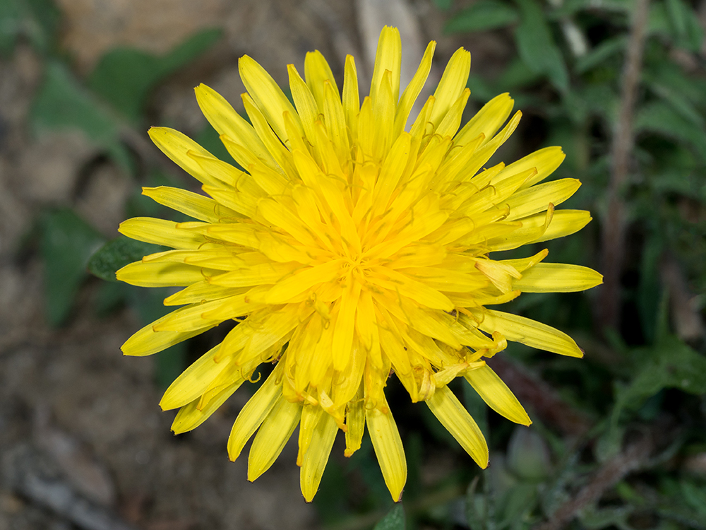 Common Dandelion