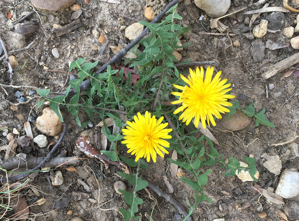 Common Dandelion