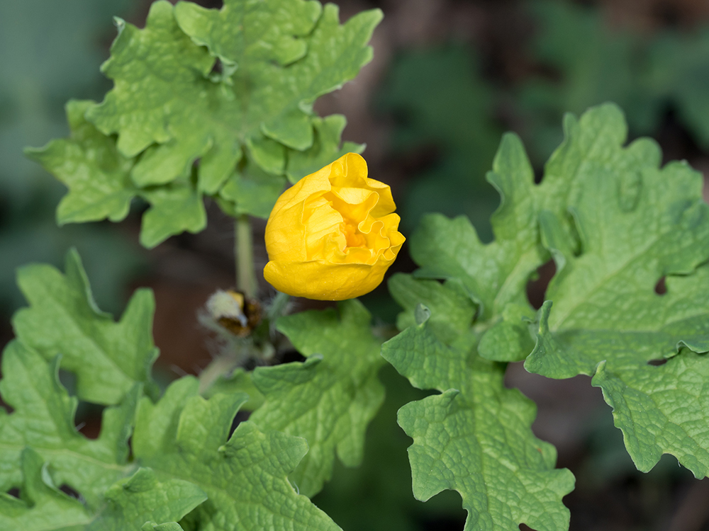 Celandine Poppy flower