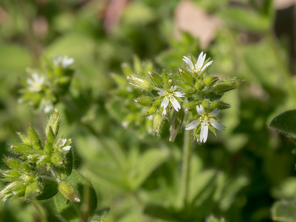 Common Chickweed flower