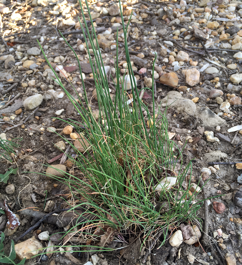 Crow Garlic