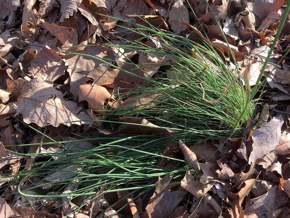 Crow Garlic