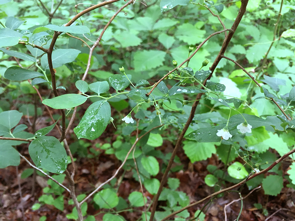 Deerberry leaves